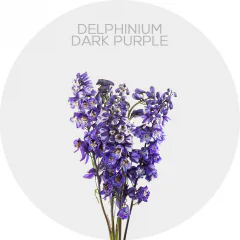 Delphinium Elatum Dark Purple