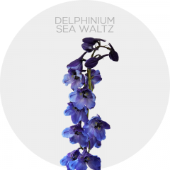 Delphinium Sea Waltz 80 cm (150 St)
