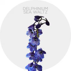 Delphinium Sea Waltz 