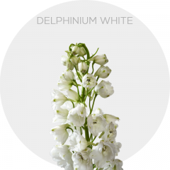 Box Flowers Delphinium White 80 cm (120 St)