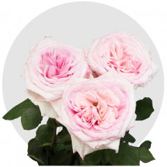 Pink O'hara Roses 40-60 cm