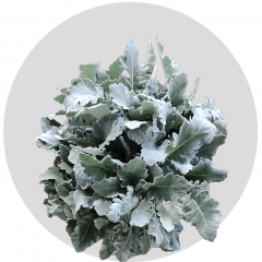Greenery Dusty Miller