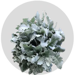 Dusty Miller