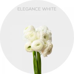 Box Ranunculus Elegance White (240 St)