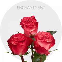 Box Bicolor Enchantment Roses 60 cm (100 St)