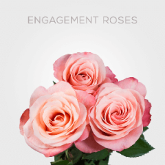 Box Coral Engagement Roses 60 cm (100 St)