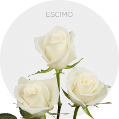 White Escimo Roses 40-70 cm