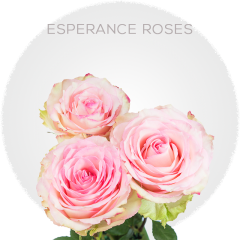 Light Pink Esperance Roses 40-60 cm