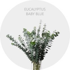 Greenery Eucalyptus Baby Blue