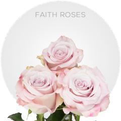 Lavender Faith Roses 40-60 cm