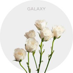 Box Spray Cream Galaxy Roses 40-60 cm (100 St)