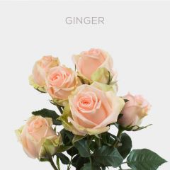 Box Spray Ginger 40-60 cm (100 St)
