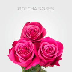 Box Hot Pink Gotcha Roses 50 cm  (100 St)