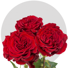 Red Hearts Roses 50-60 cm