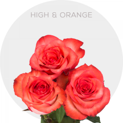 Orange High & Orange Roses 50 cm