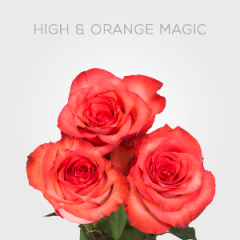Box High & Orange 40cm (125 St)