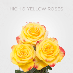 Box Bicolor High & Yellow Flame Roses 40 cm (125 St)