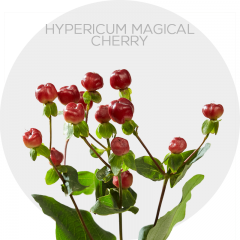 Box Flowers Hypericum Magical Cherry 70 cm (150 St) 