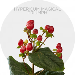 Flowers Hypericum Magical Triumph 70 cm