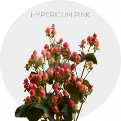 Box Flowers Hypericum Pink (150 St)