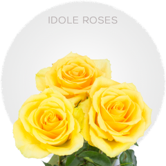 Idole Roses