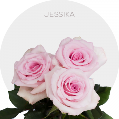 Light Pink Jessika Roses 40-70 cm