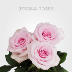 Box Light Pink Jessika Roses 60 cm (100 St)