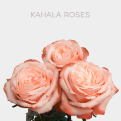 Box Peach Kahala Roses 60 cm (100 St)