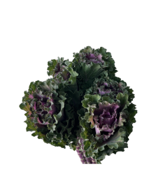 Box Flowers Kale (80 St)