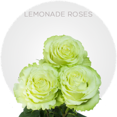 Lemonade Roses