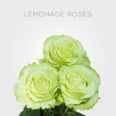 Box Garden Lemonade Roses 40 cm (100 St)