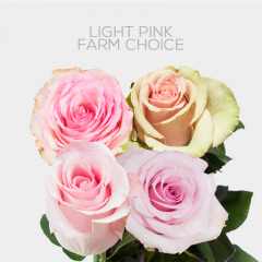 Light Pink Farm Choice 60 cm (25 St bunch)