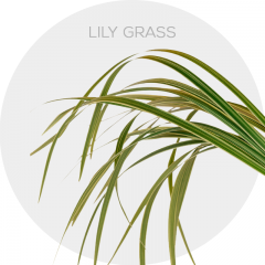 Lily Grass-box-480st