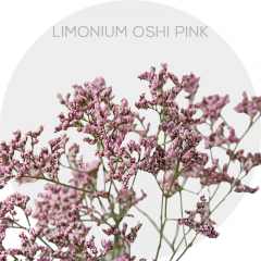 Flowers Limonium Oshi Pink 70 cm (130 St)