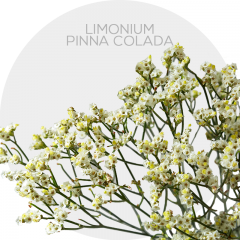 Box Flowers Limonium Pinna Colada 70 cm (130 St)
