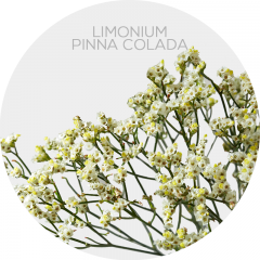Box Flowers Limonium White/Yellow (130 St)