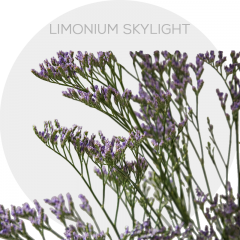 Limonium Skylight 70 cm (130 St)