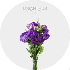Box Flowers Lisianthus Blue 50-70 cm (150 St)