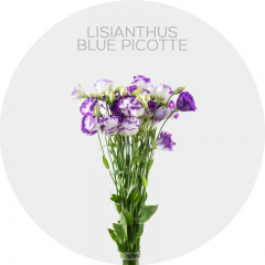 Box Flowers Blue Picotte Lisianthus 50-70 cm (150 St)