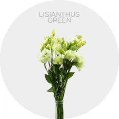 Box Flowers Lisianthus Green 50-70 cm (150 St)