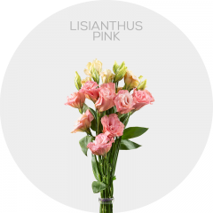 Box Flowers Lisianthus Pink 50-70 cm (150 St)