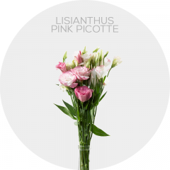 Flowers Lisianthus Pink Picotte 50-70 cm