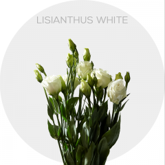 Flowers Lisianthus White 70 cm (150 St) 