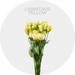 Box Flowers Lisianthus Yellow (150 St)