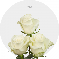 White Mia Roses 40-70 cm