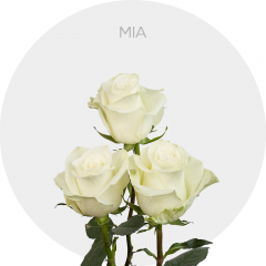 Box White Mia 40 cm (125 St)