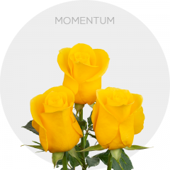 Box Yellow Momentum 50 cm (100 St)