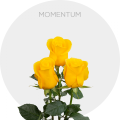 Box Yellow Momentum 60 cm (100 St)