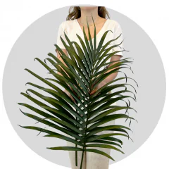 Cat Palm M (250 St)