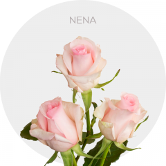 Nena, light pink new vareity